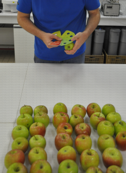 Mesure de pommes au code couleur